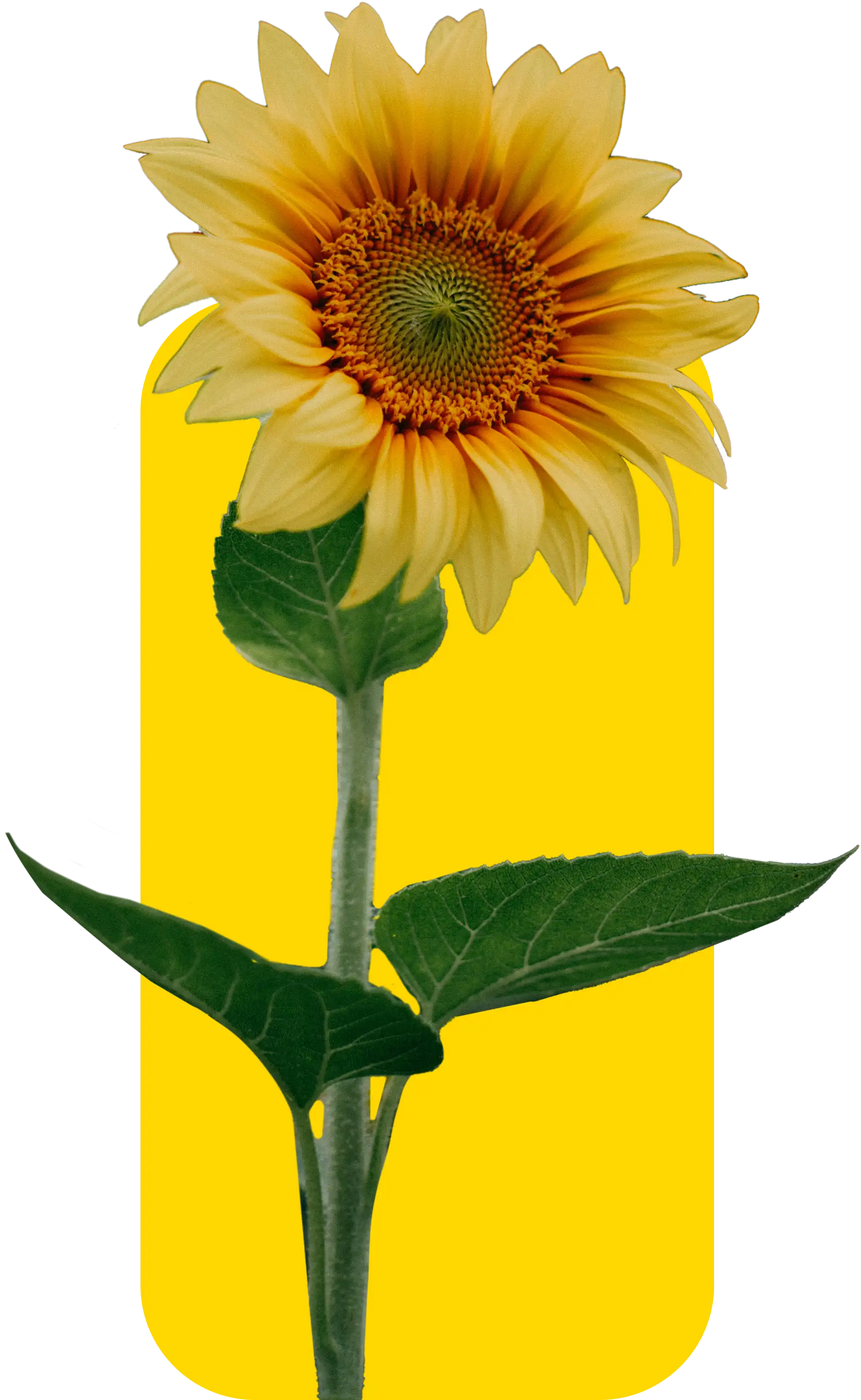 A single sunflower